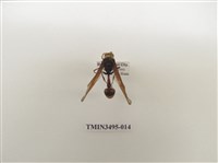 藏品(黃胸錐腹蜾蠃)的圖片